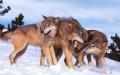 Nature Wolves Wallpapers or picture 043